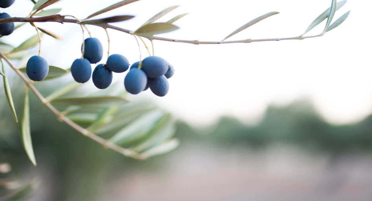 Blue Olive Parent Pulse Article Featured Image