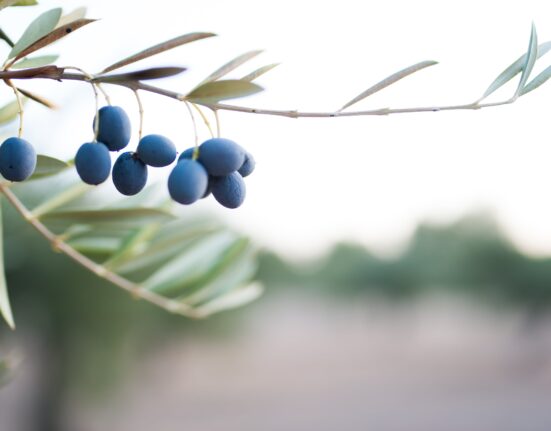 Blue Olive Parent Pulse Article Featured Image
