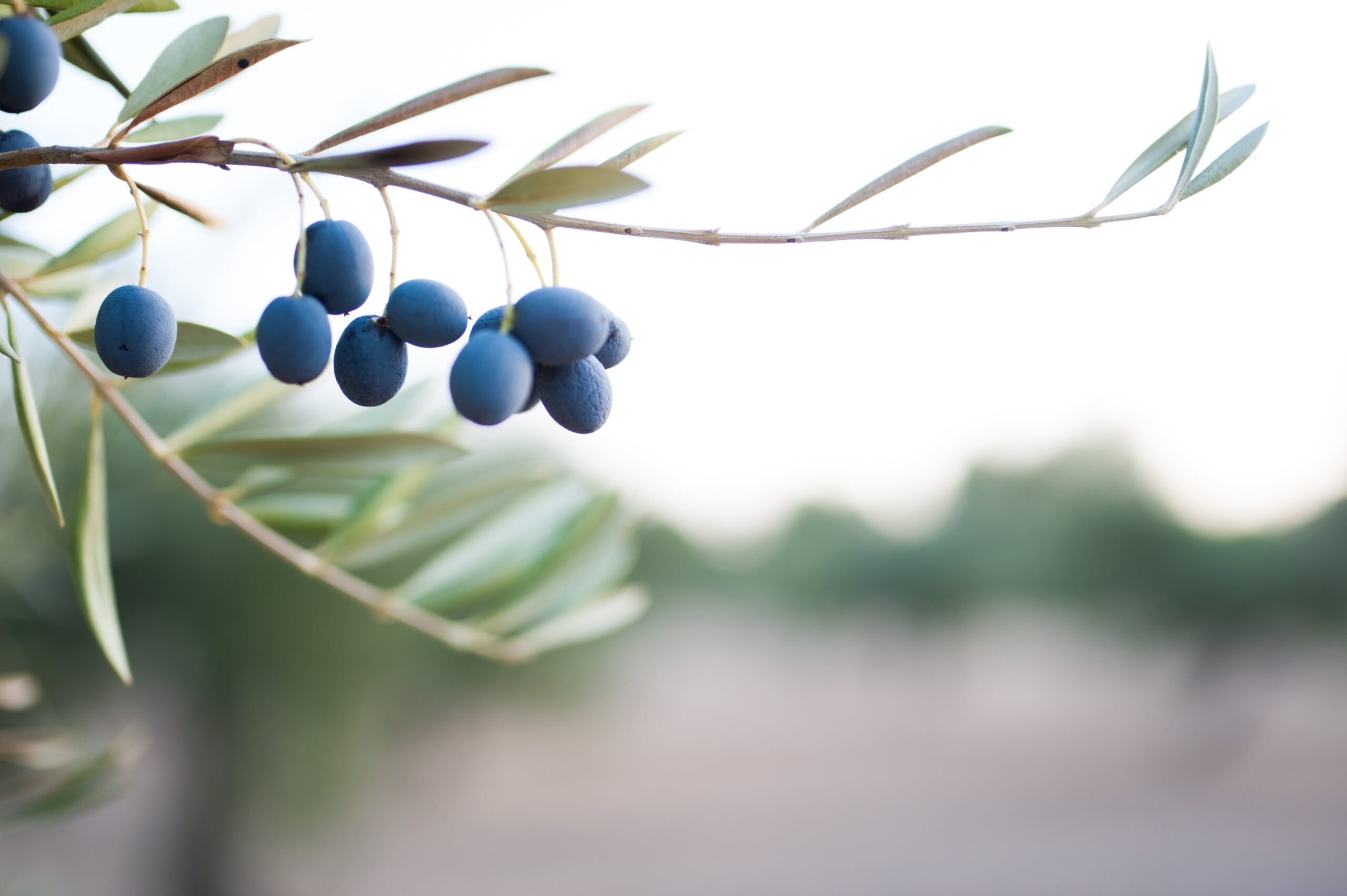 Blue Olive Parent Pulse Article Featured Image