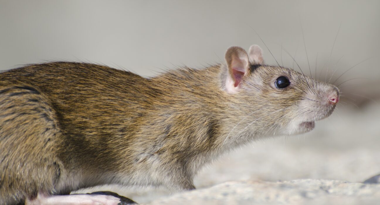 Rat Parent Pulse Article Featured Image