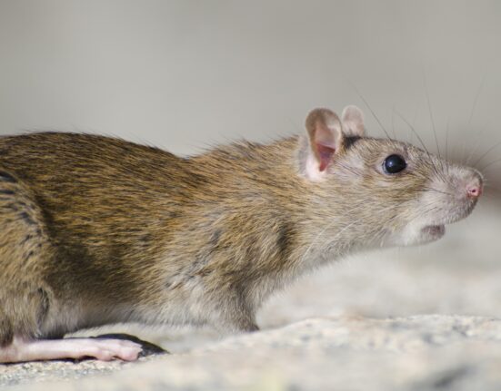 Rat Parent Pulse Article Featured Image