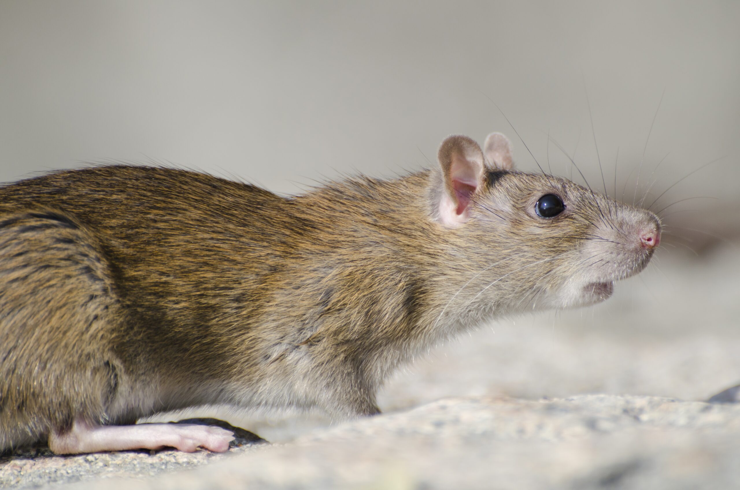 Rat Parent Pulse Article Featured Image