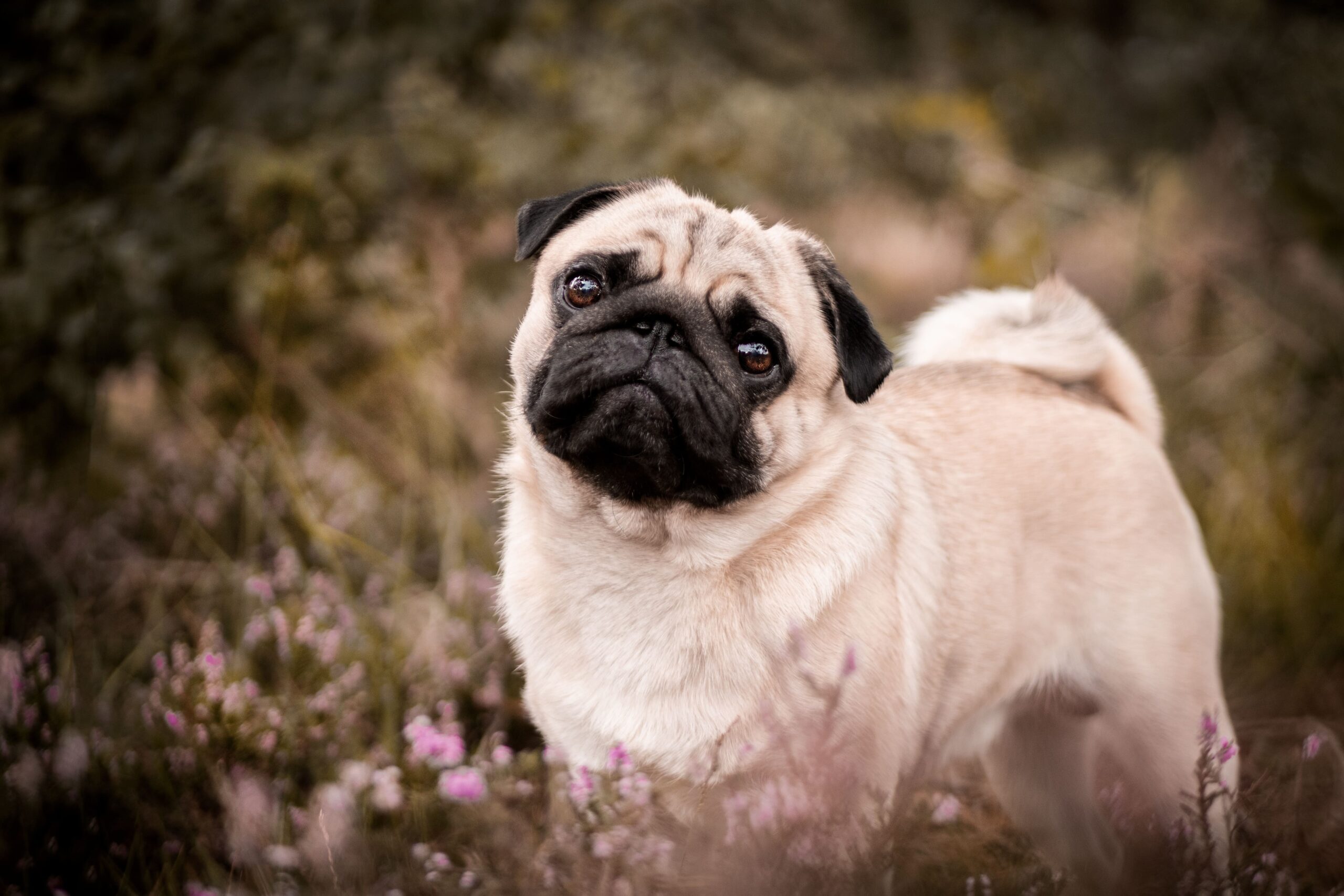 Pug Dog Parent Pulse Article Featured Image