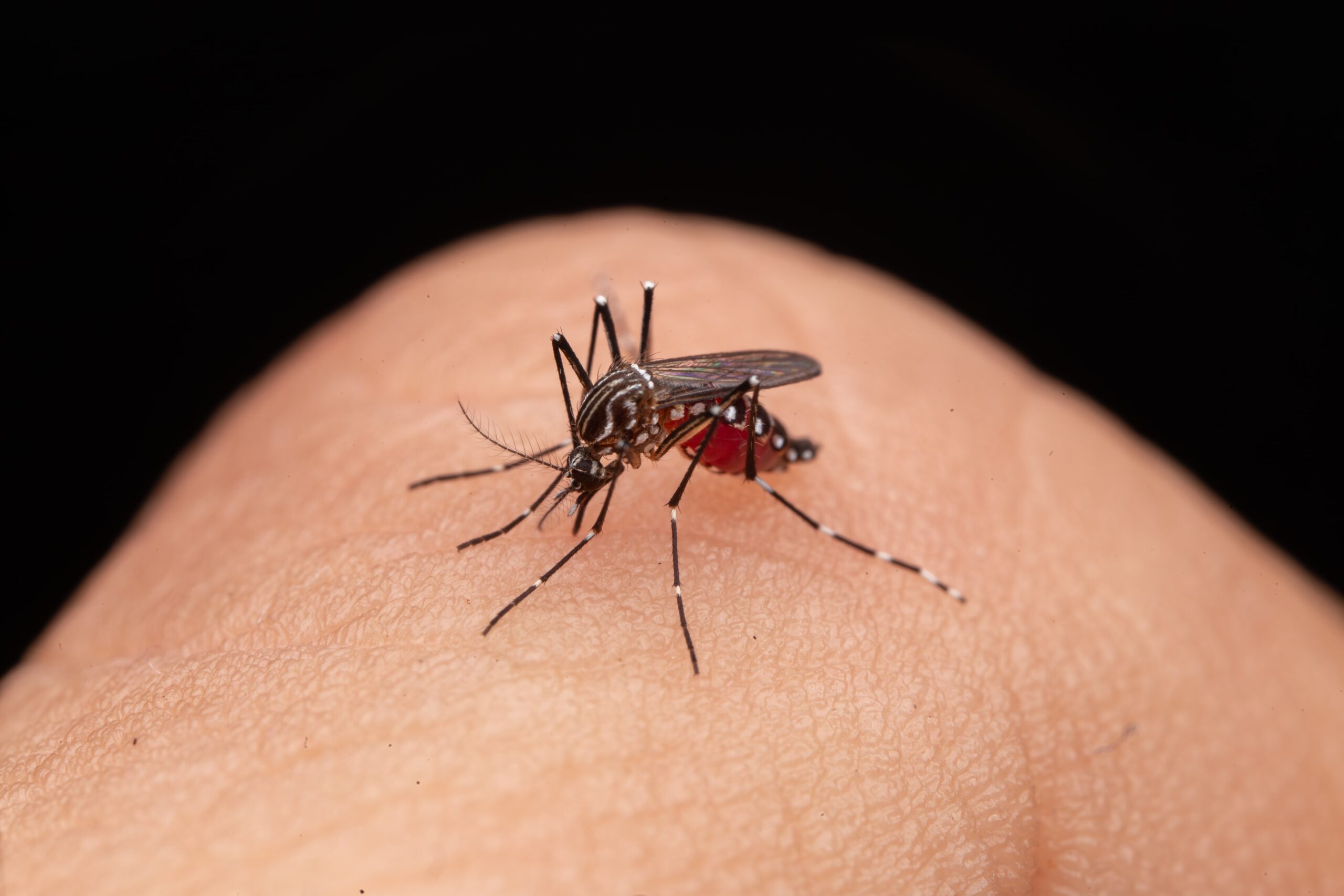 Dengue Parent pulse Article Feature