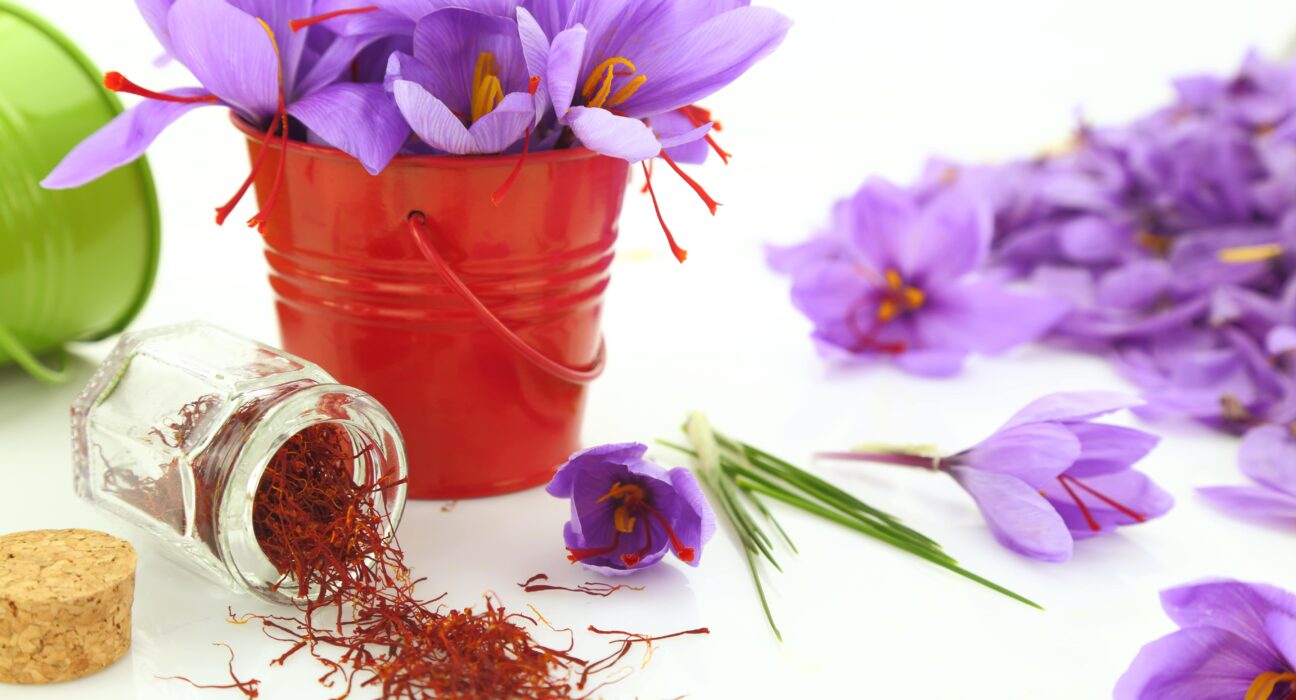 Saffron Parent Pulse Article Featured Image
