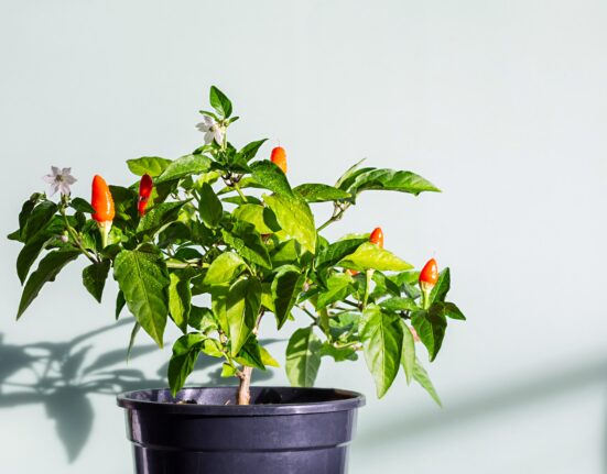 Home Garden Parent Pulse Article Featured Image