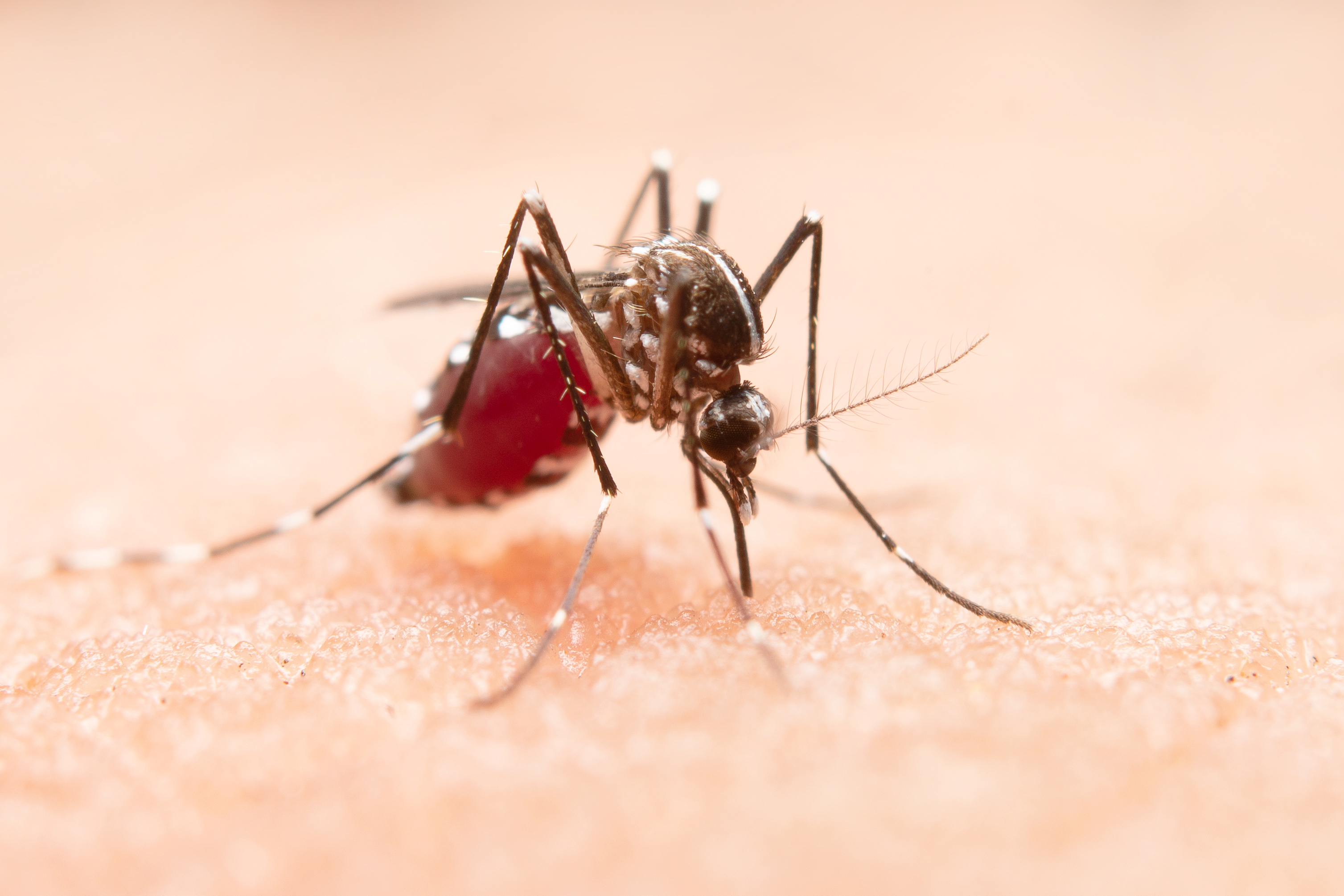 Parent Pulse Article Featured Image Malaria Mosquito